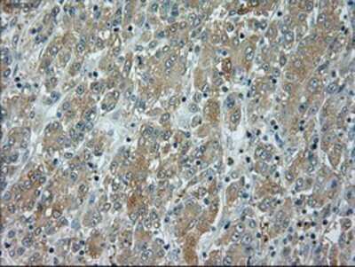 Immunohistochemistry-Paraffin: JNK1 Antibody (OTI4E3) [NBP1-48284]