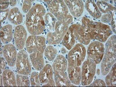 Immunohistochemistry-Paraffin: JNK1 Antibody (OTI4E3) [NBP1-48284]