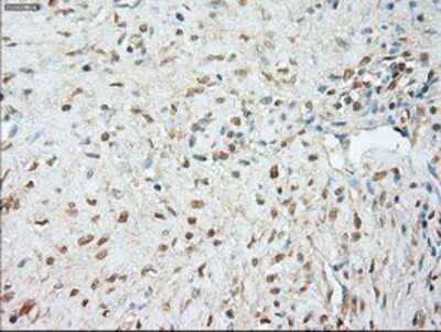 Immunohistochemistry-Paraffin: JNK1 Antibody (OTI4E3) [NBP1-48284]
