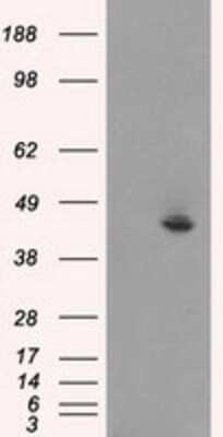 Western Blot: JNK1 Antibody (OTI4E3) [NBP1-48284]