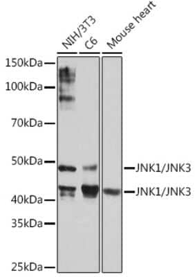 Western Blot: JNK1 Antibody (8Q7S4) [NBP3-16536]