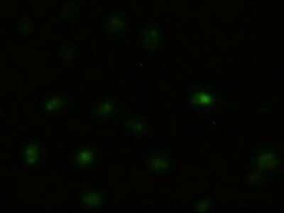 Immunocytochemistry/ Immunofluorescence: JNK1 Antibody (OTI4E3) - Azide and BSA Free [NBP2-71256]