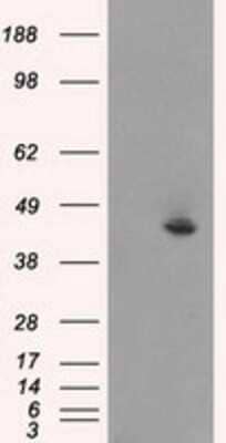 Western Blot: JNK1 Antibody (OTI4E3)Azide and BSA Free [NBP2-71256]