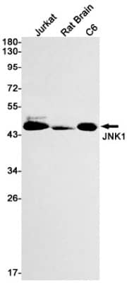 Western Blot: JNK1 Antibody (S05-7A3) [NBP3-19929]