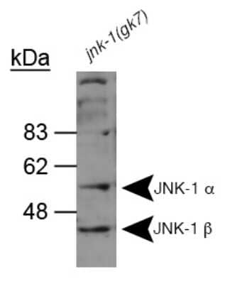 Western Blot: JNK1 Antibody [NB100-1925]