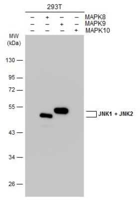 Western Blot: JNK1/JNK2 Antibody [NBP3-13296]