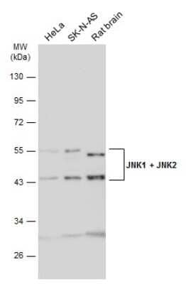 Western Blot: JNK1/JNK2 Antibody [NBP3-13296]