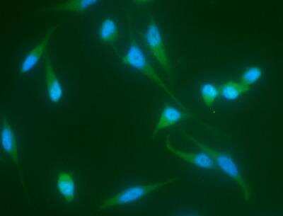 Immunocytochemistry/ Immunofluorescence: JNK2 Antibody (011) [NBP2-89621]