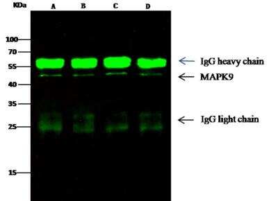 Immunoprecipitation: JNK2 Antibody (011) [NBP2-89621]