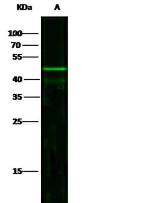 Western Blot: JNK2 Antibody (011) [NBP2-89621]