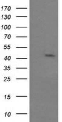 Western Blot: JNK2 Antibody (OTI1A1)Azide and BSA Free [NBP2-71259]