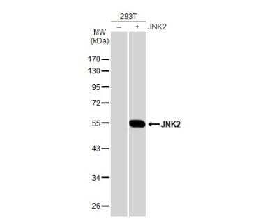 Western Blot: JNK2 Antibody [NBP1-30905]