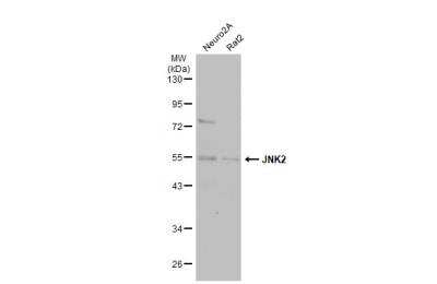 Western Blot: JNK2 Antibody [NBP1-30905]