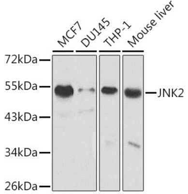 Western Blot: JNK2 AntibodyBSA Free [NBP3-03483]