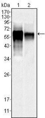 Western Blot: JNK3 Antibody (10E4A4)BSA Free [NBP1-51544]