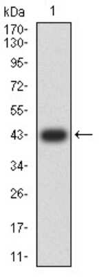 Western Blot: JNK3 Antibody (2B10H12)BSA Free [NBP2-61801]