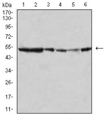 Western Blot: JNK3 Antibody (2B10H12)BSA Free [NBP2-61801]