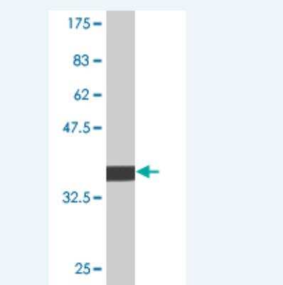 Western Blot: JNK3 Antibody (2B2) [H00005602-M06]