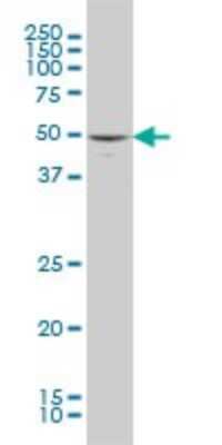 Western Blot: JNK3 Antibody (3A3-1A8) [H00005602-M03]