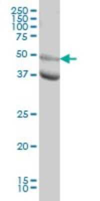 Western Blot: JNK3 Antibody (3B9) [H00005602-M05]