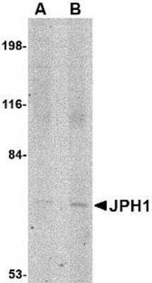 Western Blot: JPH1 AntibodyBSA Free [NBP1-77338]