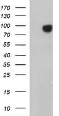 Western Blot: JPH2 Antibody (OTI1F5)Azide and BSA Free [NBP2-72085]