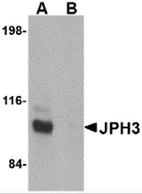 Western Blot: JPH3 AntibodyBSA Free [NBP2-81725]