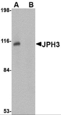 Western Blot: JPH3 AntibodyBSA Free [NBP2-81726]