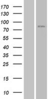 Western Blot: JPH3 Overexpression Lysate [NBP2-04380]