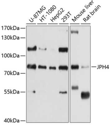 Western Blot: JPH4 AntibodyBSA Free [NBP3-05018]