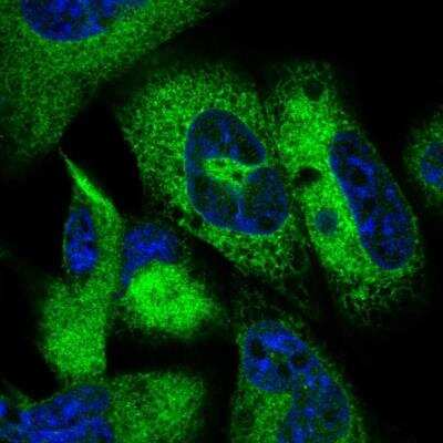 Immunocytochemistry/ Immunofluorescence: JSRP1 Antibody [NBP1-81998]