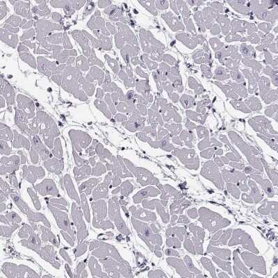 Immunohistochemistry-Paraffin: JSRP1 Antibody [NBP1-81998]