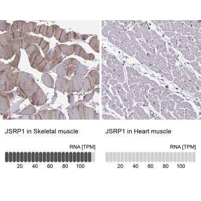 Immunohistochemistry-Paraffin: JSRP1 Antibody [NBP1-81998]