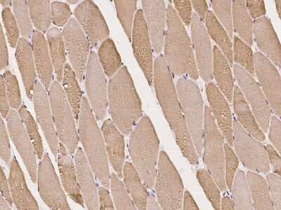 Immunohistochemistry-Paraffin: JSRP1 Antibody [NBP2-98019]