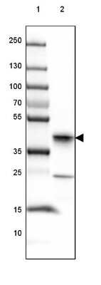 Western Blot: JSRP1 Antibody [NBP1-81998]