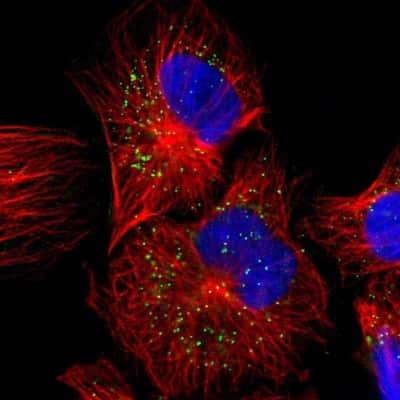 Immunocytochemistry/ Immunofluorescence: JTB Antibody [NBP1-81746]