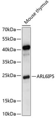 Western Blot: JWA AntibodyAzide and BSA Free [NBP3-03886]