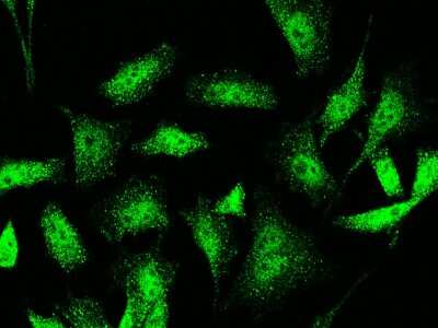 Immunocytochemistry/ Immunofluorescence: Jade-1/PHF17 Antibody [NBP2-98965]