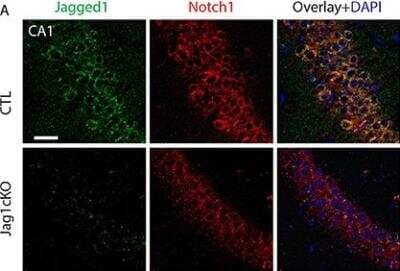 Knockout Validated: Jagged 1 Antibody (1E12) [H00000182-M01A]