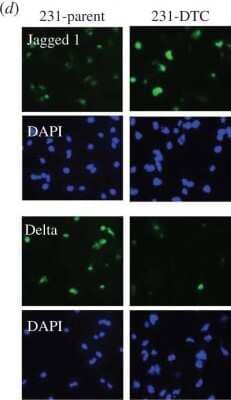 Immunocytochemistry/ Immunofluorescence: Jagged 1 Antibody [NB600-1161]