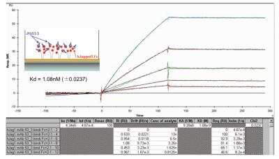 Surface Plasmon Resonance: Jagged 1 Antibody (J1G53-3)Azide and BSA Free [NBP3-11671]