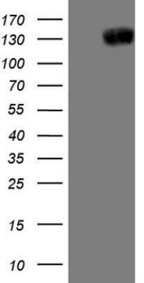 Western Blot: Jagged 1 Antibody (OTI3A10)Azide and BSA Free [NBP2-70115]