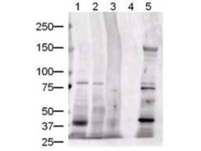 Western Blot: Jagged 1 Antibody [NB600-1161]