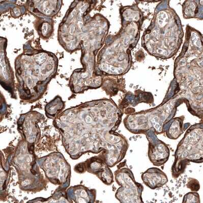 Immunohistochemistry-Paraffin: Jagged 2 Antibody [NBP1-86337]
