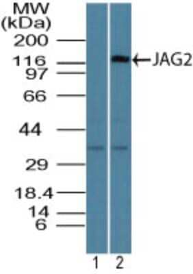 Western Blot: Jagged 2 Antibody [NBP2-27420]