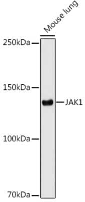 Western Blot: Jak1 Antibody (7Q1B2) [NBP3-15436]