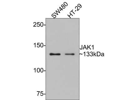 Western Blot: Jak1 Antibody (JM75-03) [NBP2-75547]