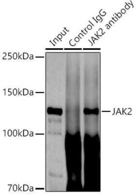 Immunoprecipitation: Jak2 Antibody (4B0K1) [NBP3-15825]