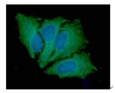 Immunocytochemistry/ Immunofluorescence: Jak2 Antibody (53B7) - BSA Free [NBP2-59451]