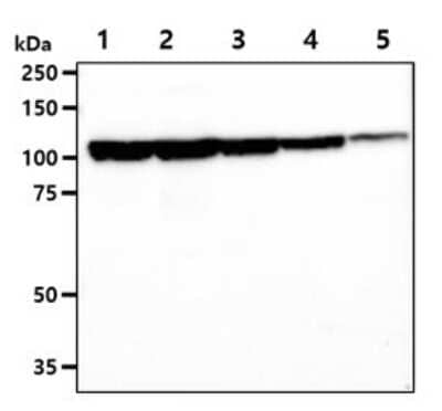 Western Blot: Jak2 Antibody (53B7)BSA Free [NBP2-59451]